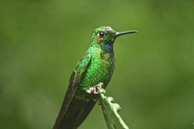 Close-up of green hummingbird