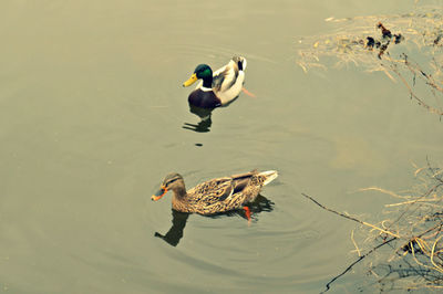 High angle view of ducks swimming on lake