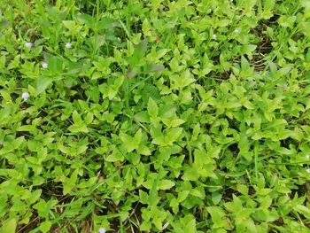 Full frame shot of fresh green leaves