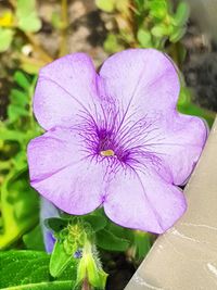 Close-up of purple flower