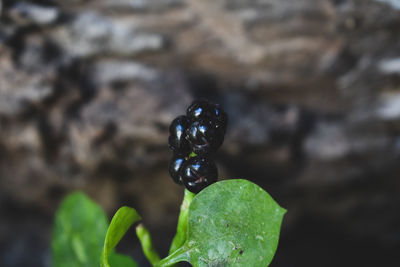 Close-up of insect on leaf