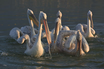 Swans swimming in lake