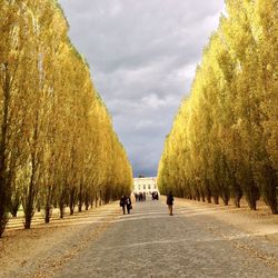 People walking on road amidst trees against sky