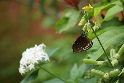 Close-up of butterfly on plant