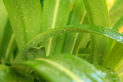 Close-up of raindrops on green leaves