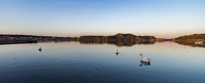 View of ducks swimming in lake