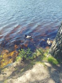 High angle view of ducks swimming on lake