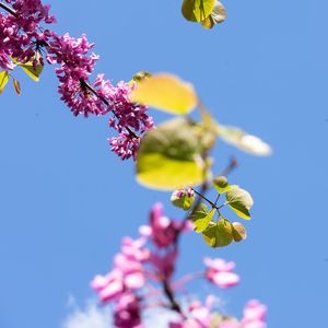 Close-up of cherry blossom against blue sky