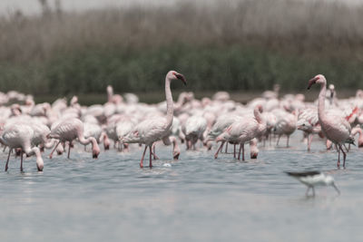 Flock of birds in lake