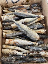 sardine