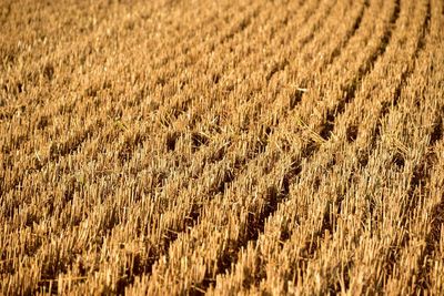 Full frame shot of field