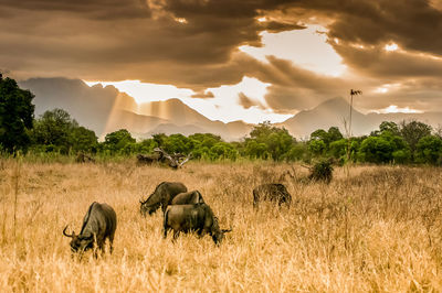 Wildebeest grazing on field against cloudy sky