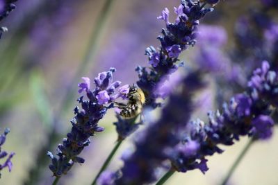 Close-up of bee pollinating on purple flowering plant