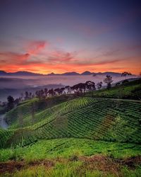 Scenic view of agricultural field against sky during sunset