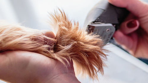 Dog grooming and getting professional service at pet salon by groomer