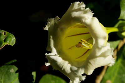 Close-up of yellow flower