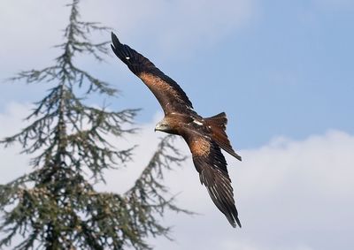 Low angle view of eagle flying