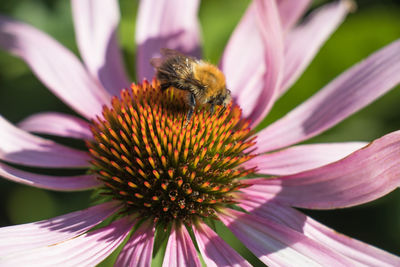 Close-up of bee pollinating on purple flower