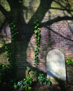 Plants growing on a wall