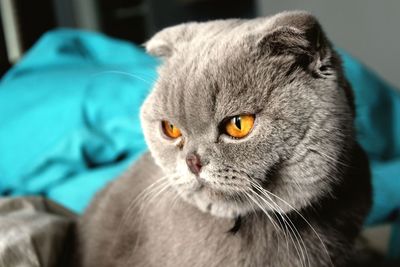 Close-up portrait of cat