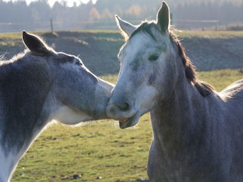 Close-up of horses on field