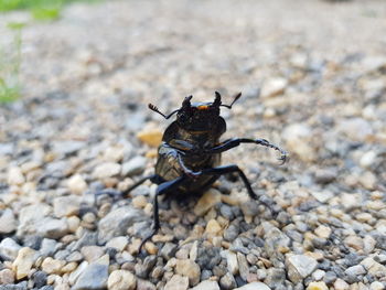 High angle view of insect on rock