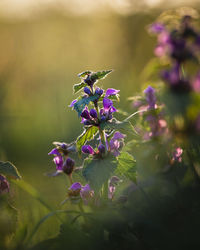 Close-up of purple flowering plant