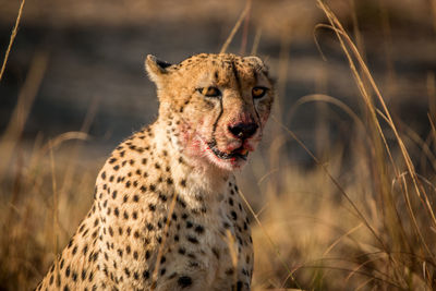 Portrait of cheetah