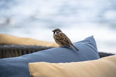 Rear view of bird perching on blanket