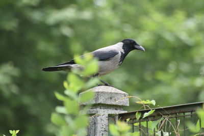 Close-up of bird perching on wooden post