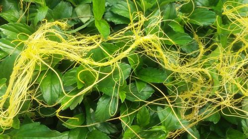 Close-up of fresh green plants