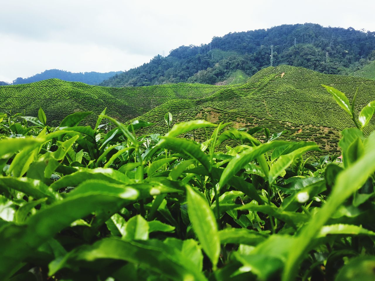 Brinchang, cameron highlands