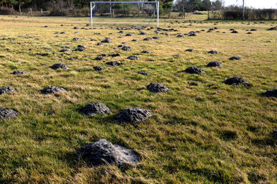 View of sheep on field