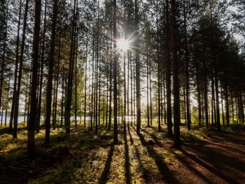 Sunlight streaming through trees in forest