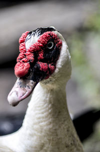 Close-up of a bird