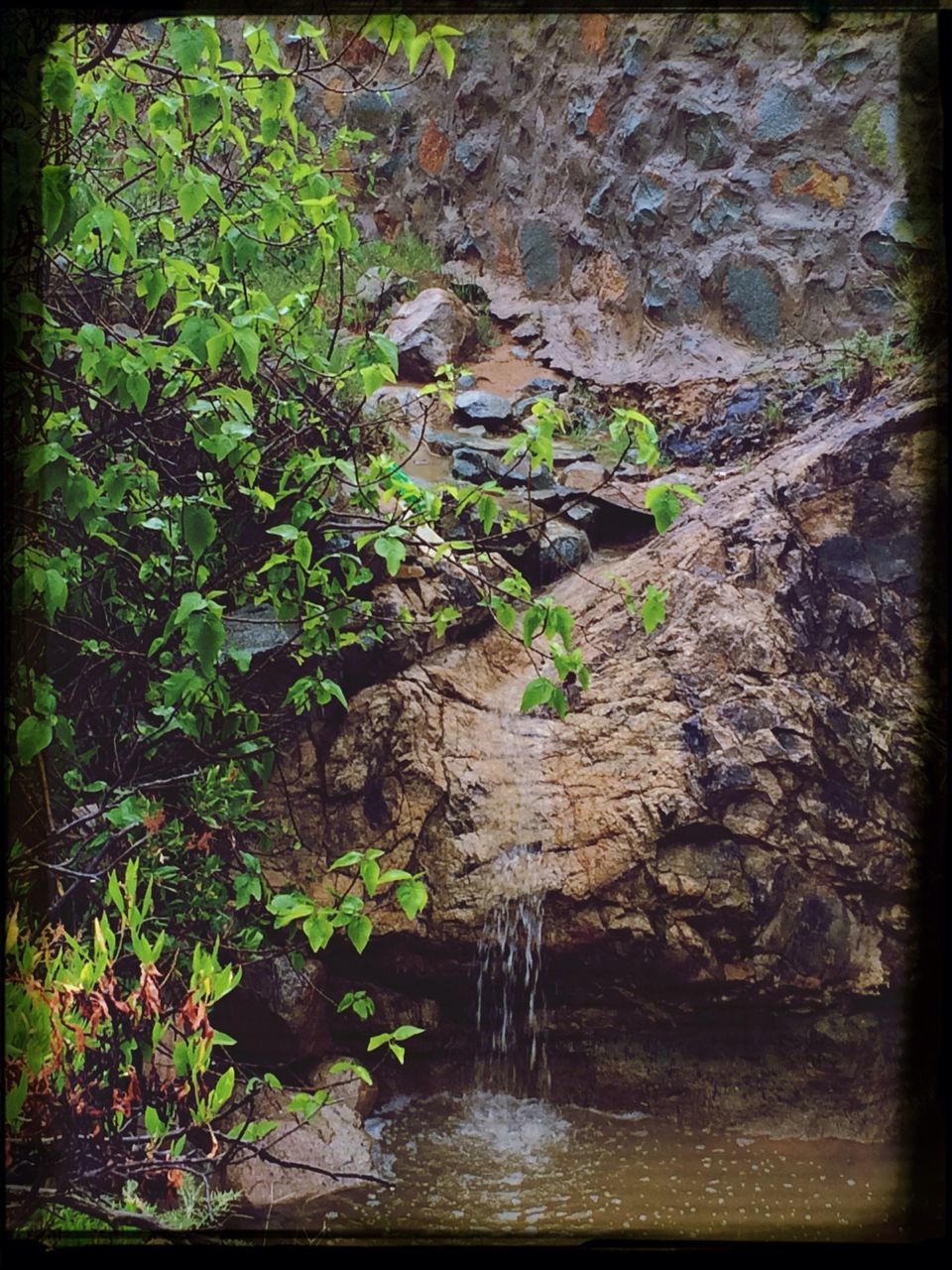 transfer print, auto post production filter, water, growth, plant, nature, rock - object, moss, beauty in nature, tree, tranquility, day, green color, outdoors, leaf, rock, no people, waterfront, growing, close-up