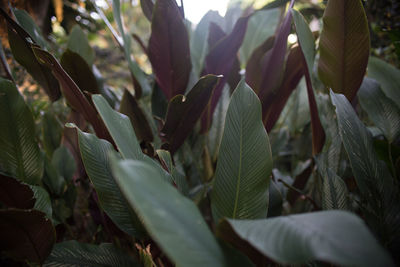 Close-up of leaves