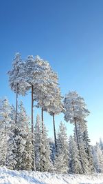 Pine trees on snow covered field against clear blue sky