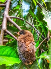 Close-up of bird perching on tree