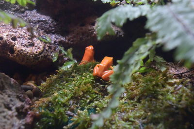 Close-up of plant on rock