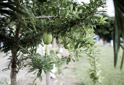 Close-up of fresh green plant