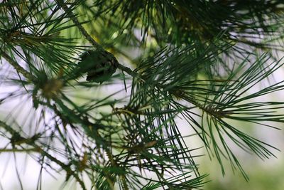 Close-up of pine tree branch