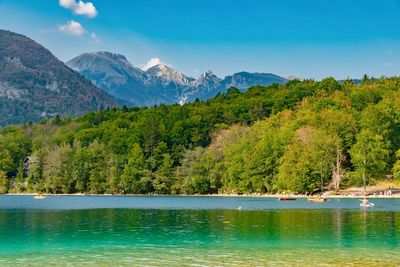 Scenic view of lake by trees in forest against sky