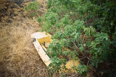 Plant growing in the background