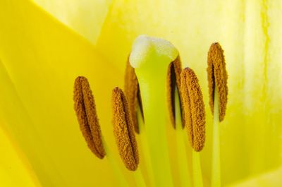 Close-up of yellow plant