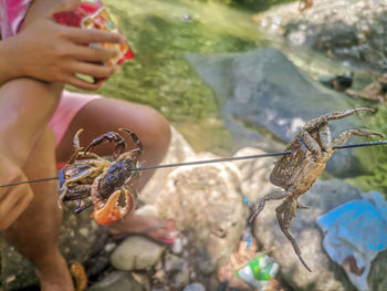 River crabs on stick