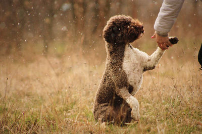 Dog giving a paw