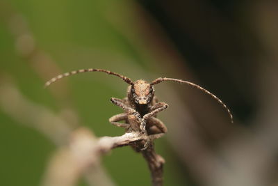 Close-up of insect on plant