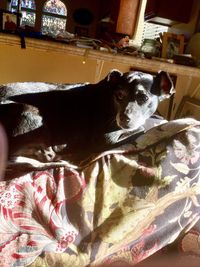 Close-up of dog relaxing on bed at home