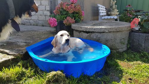 Dog in backyard